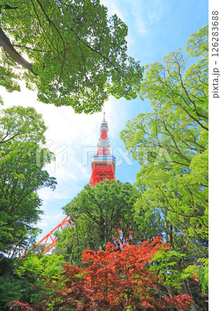 東京都港区、もみじ谷から見た東京タワーの風景 126283688