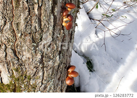 ナメコ(秋田市下浜八田・25/1/7) ナメコ(秋田市下浜八田・25/1/7) 126283772
