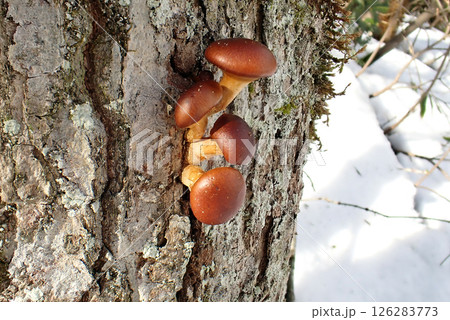 ナメコ(秋田市下浜八田・25/1/7) ナメコ(秋田市下浜八田・25/1/7) 126283773