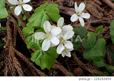 ミヤマカタバミ(由利本荘市東由利八塩山麓・250509) ミヤマカタバミ(由利本荘市東由利八塩山麓・250509) 126283854