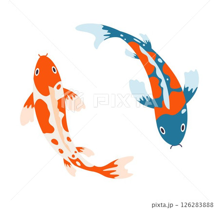 Swimming koi carp fish. Japanese koi carp fish isolated on white, cute oriental fish koi, swimming carps. Asian colorful koi fish. Vector illustration. 126283888