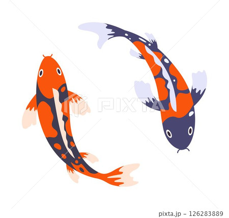 Swimming koi carp fish. Japanese koi carp fish isolated on white, cute oriental fish koi, swimming carps. Asian colorful koi fish. Vector illustration. 126283889