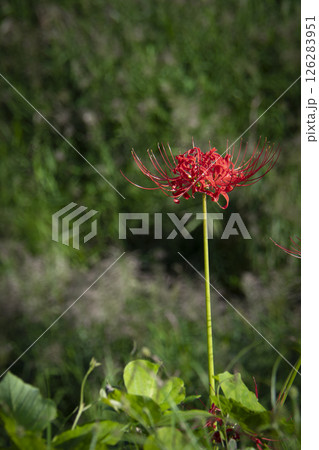 一本の彼岸花 126283951