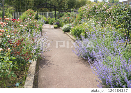 花の文化園　満開のバラ園と春の花々 126284387