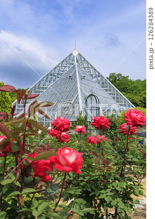 花の文化園　満開のバラ園と春の花々 126284389
