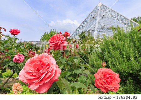 花の文化園 満開のバラ園と春の花々 花の文化園 満開のバラ園と春の花々 126284392