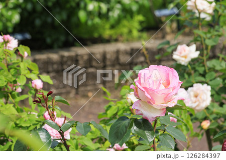 花の文化園　満開のバラ園と春の花々 126284397