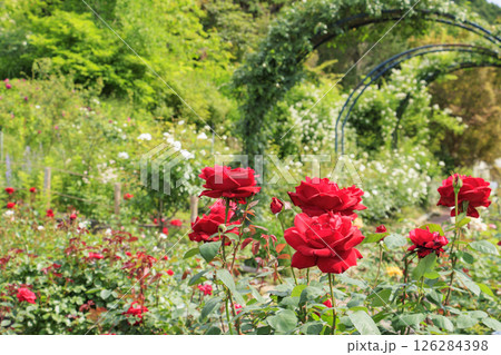 花の文化園 満開のバラ園と春の花々 花の文化園 満開のバラ園と春の花々 126284398