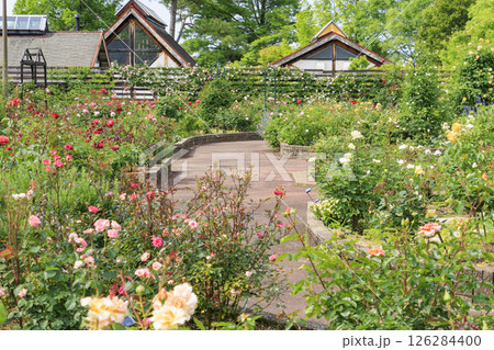 花の文化園 満開のバラ園と春の花々 花の文化園 満開のバラ園と春の花々 126284400