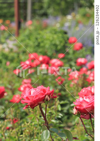 花の文化園 満開のバラ園と春の花々 花の文化園 満開のバラ園と春の花々 126284402