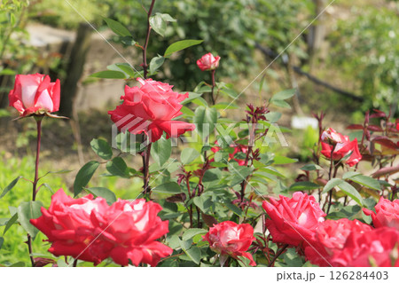 花の文化園　満開のバラ園と春の花々 126284403