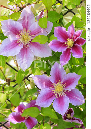 花の文化園　満開のバラ園と春の花々 126284406