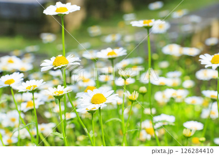 花の文化園 満開のバラ園と春の花々 花の文化園 満開のバラ園と春の花々 126284410