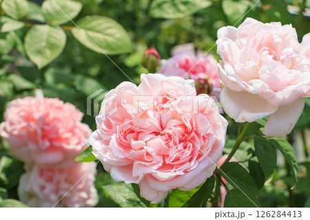 花の文化園 満開のバラ園と春の花々 花の文化園 満開のバラ園と春の花々 126284413