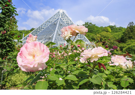 花の文化園　満開のバラ園と春の花々 126284421