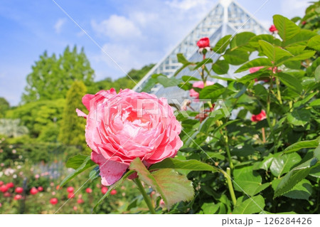 花の文化園　満開のバラ園と春の花々 126284426