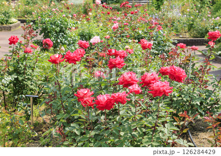 花の文化園 満開のバラ園と春の花々 花の文化園 満開のバラ園と春の花々 126284429