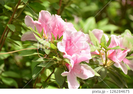 濃いピンクのツツジの花 濃いピンクのツツジの花 126284675