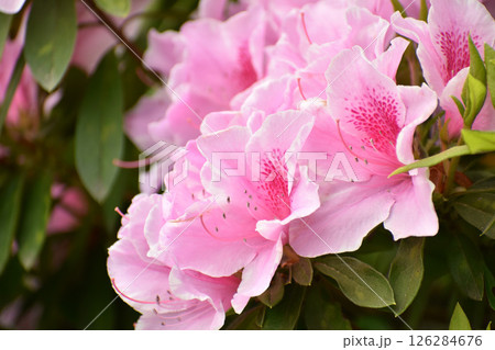 濃いピンクのツツジの花 126284676