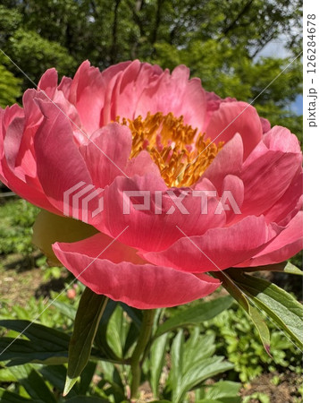 コーラルピンクの大輪の花 コーラルピンクの大輪の花 126284678
