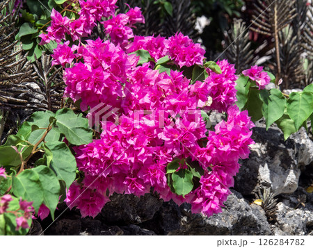 ブーゲンビリアの咲く竹富島（沖縄県竹富町） 126284782