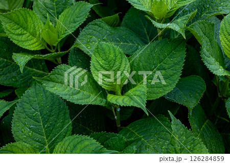 雨に濡れた葉 126284859