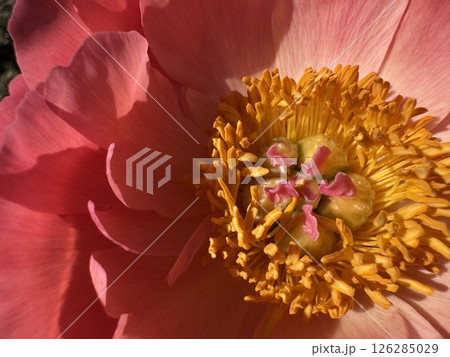 コーラルピンクの芍薬の花 126285029