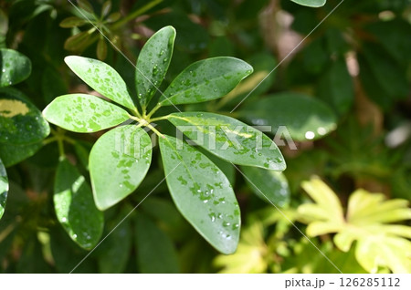 シェフレア・ホンコン（ウコギ科） 126285112