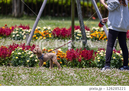 犬の散歩をしながら花に囲まれている女性の後ろ姿 犬の散歩をしながら花に囲まれている女性の後ろ姿 126285221