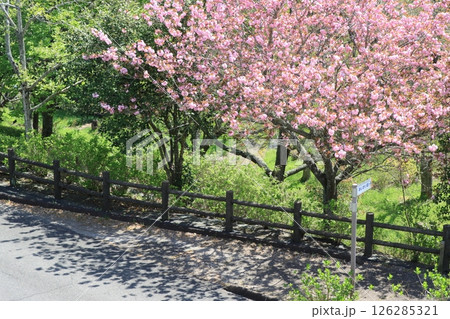 道沿いに咲く八重桜 126285321