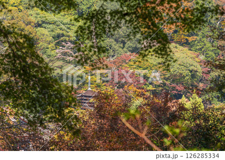 談山神社 紅葉に包まれた十三重塔 談山神社 紅葉に包まれた十三重塔 126285334