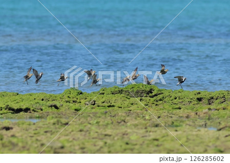 チドリの群れが飛ぶ海岸の風景 126285602