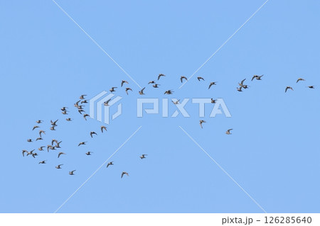 青空を飛ぶチドリの群れ 126285640