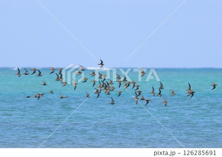 南国の海面を飛ぶチドリの群れ 126285691