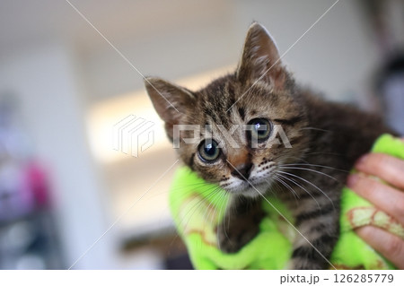 保護した猫を抱っこする 126285779