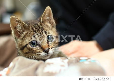 女性に抱かれる保護した猫 女性に抱かれる保護した猫 126285781