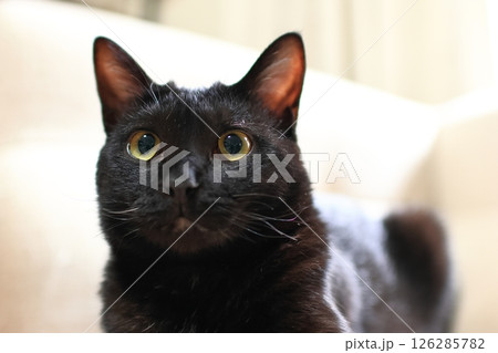 上を見つめる黒猫 上を見つめる黒猫 126285782