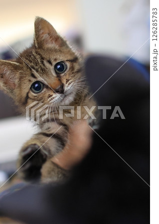 見つめる子猫 126285783