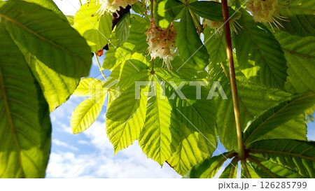 Chestnut Tree Blossoms and Vibrant Green Leaves in Springtime Against a Clear Blue Sky 126285799