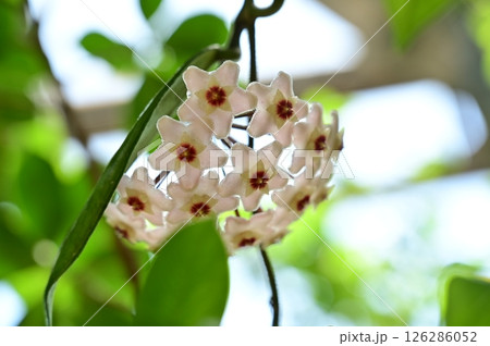 ガジュマル(クワ科)イチジク属の見頃の花 ガジュマル(クワ科)イチジク属の見頃の花 126286052