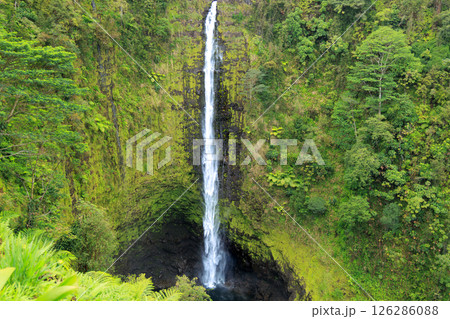 ハワイ島　アカカ滝州立公園　アカカの滝 126286088