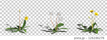 wild field grass with a shadow under it, isolated on a transparent background, 3D illustration, cg render wild field grass with a shadow under it, isolated on a transparent background, 3D illustration, cg render 126286276