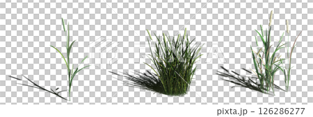 wild field grass with a shadow under it, isolated on a transparent background, 3D illustration, cg render wild field grass with a shadow under it, isolated on a transparent background, 3D illustration, cg render 126286277