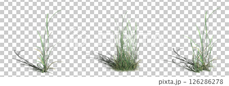 wild field grass with a shadow under it, isolated on a transparent background, 3D illustration, cg render wild field grass with a shadow under it, isolated on a transparent background, 3D illustration, cg render 126286278