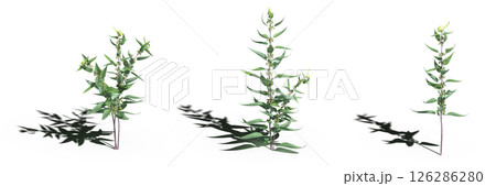 wild field grass with a shadow under it, isolated on a transparent background, 3D illustration, cg render wild field grass with a shadow under it, isolated on a transparent background, 3D illustration, cg render 126286280