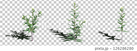 wild field grass with a shadow under it, isolated on a transparent background, 3D illustration, cg render wild field grass with a shadow under it, isolated on a transparent background, 3D illustration, cg render 126286280