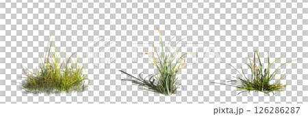 wild field grass with a shadow under it, isolated on a transparent background, 3D illustration, cg render wild field grass with a shadow under it, isolated on a transparent background, 3D illustration, cg render 126286287