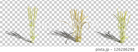 wild field grass with a shadow under it, isolated on a transparent background, 3D illustration, cg render wild field grass with a shadow under it, isolated on a transparent background, 3D illustration, cg render 126286298