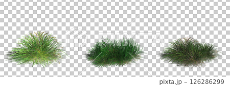 wild field grass with a shadow under it, isolated on a transparent background, 3D illustration, cg render wild field grass with a shadow under it, isolated on a transparent background, 3D illustration, cg render 126286299