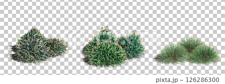 wild field grass with a shadow under it, isolated on a transparent background, 3D illustration, cg render wild field grass with a shadow under it, isolated on a transparent background, 3D illustration, cg render 126286300